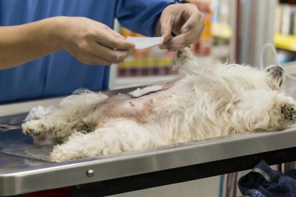 ¿Cuánto tiempo tarda un perro en recuperarse de la castración? - Beneficios de castrar o esterilizar perros