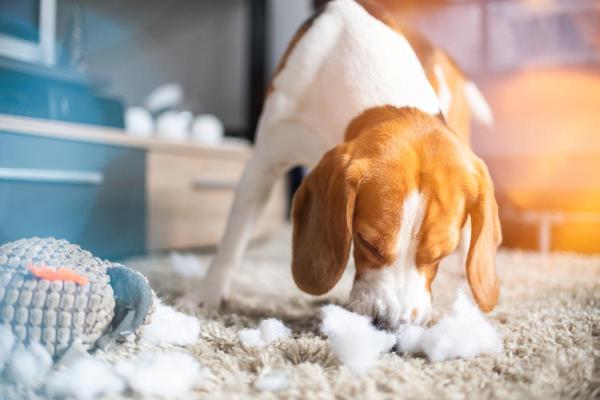 ¿Cuánto tiempo tardará un perro en pasar un objeto extraño?  - ¿Qué es un cuerpo extraño gastrointestinal en un perro?