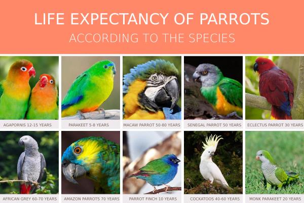 ¿Cuánto tiempo vive un loro? - Esperanza de vida según especie