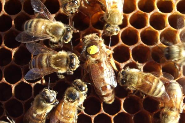 ¿Cuánto tiempo vive una abeja? - ¿Cuánto vive una abeja obrera?