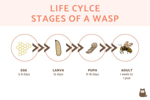 ¿Cuánto tiempo vive una avispa? - Ciclo de vida de la avispa