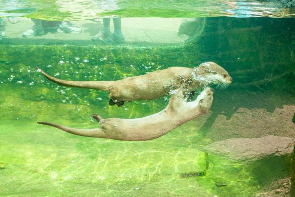 ¿Cuánto tiempo viven las nutrias? - Vida útil de la nutria: ¿cuánto tiempo viven las nutrias domésticas?