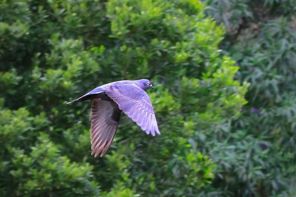 ¿Cuánto tiempo viven las palomas?  - Vida útil de una paloma - ¿Cuánto tiempo viven las palomas en estado salvaje?
