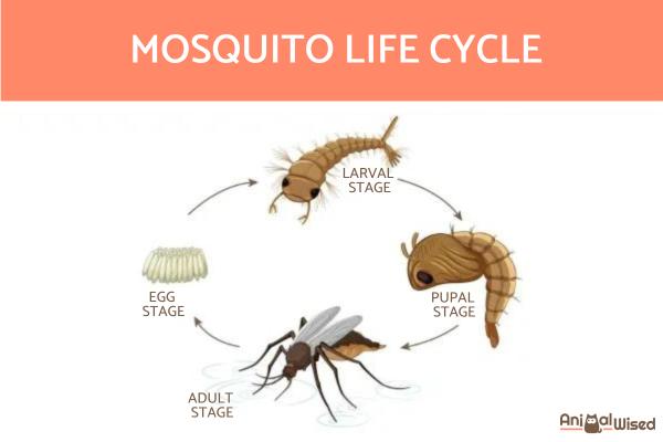 ¿Cuánto tiempo viven los mosquitos? - Ciclo de vida de los mosquitos