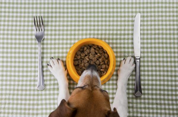 Cuánto y con qué frecuencia debo alimentar a mi perro - Cómo elegir un buen pienso seco para perros