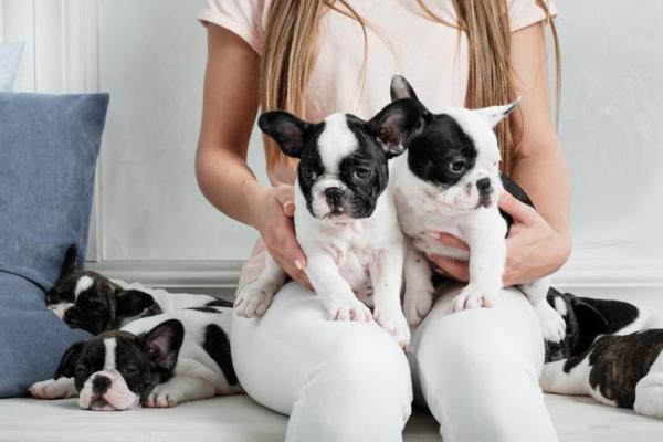 ¿Cuántos cachorros puede tener un bulldog francés? - Número medio de cachorros en una camada de Bulldog Francés