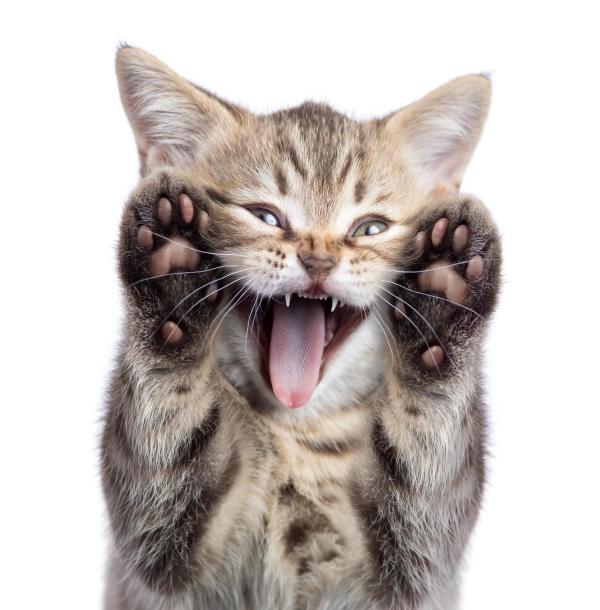 ¿Cuántos dedos tienen los gatos?  - ¿Cómo son los dedos de los gatos?