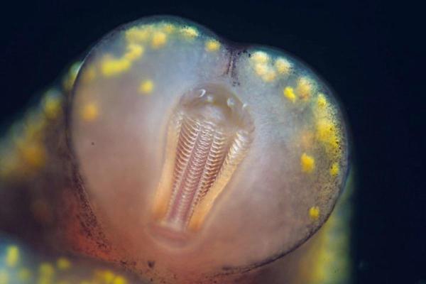 ¿Cuántos dientes tiene un caracol? - ¿Los caracoles tienen dientes?