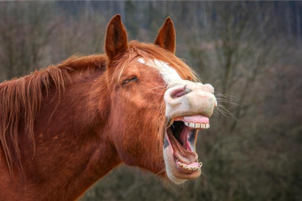 ¿Cuántos dientes tienen los caballos? - ¿Cómo son los dientes de los caballos?