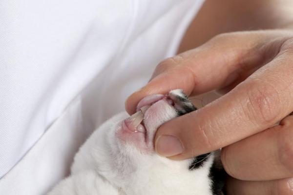 ¿Cuántos dientes tienen los conejos? - ¿Cuántos dientes tiene un conejo adulto?