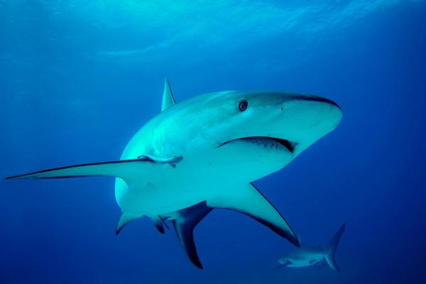 ¿Cuántos huesos tienen los tiburones? - ¿Por qué los tiburones no tienen huesos?