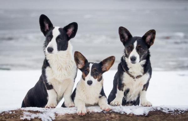 ¿Cuántos perros puedes tener? - ¿Cómo saber cuántos perros puedes tener en casa?