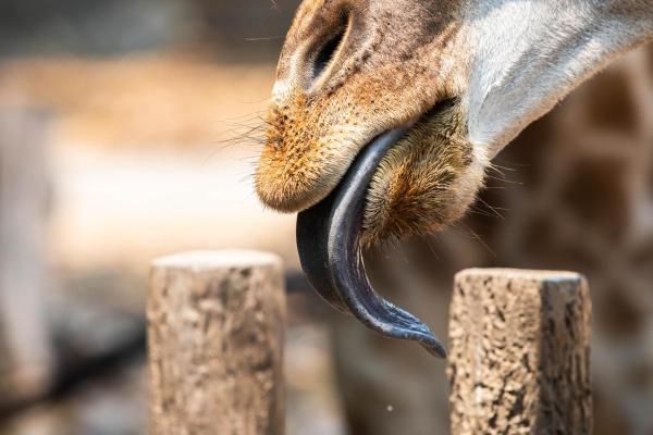 ¿De qué color es la lengua de una jirafa y por qué?  - ¿Qué tiene de especial la lengua de una jirafa?