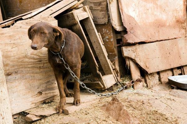 ¿Deben los perros vivir afuera o adentro? - ¿Deben los perros vivir fuera de casa?