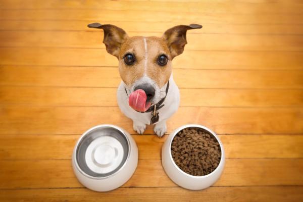¿Debería agregar agua a la comida seca para perros? - ¿Por qué deberías mezclar agua con comida seca para perros?