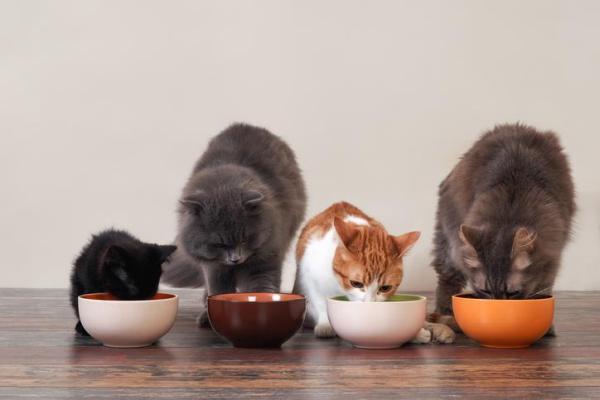 ¿Debería elevarse el plato de comida de mi gato?  - Mejora la postura del gato al comer