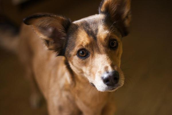 ¿Debería tener un perro macho o hembra? - Razones para adquirir un perro macho