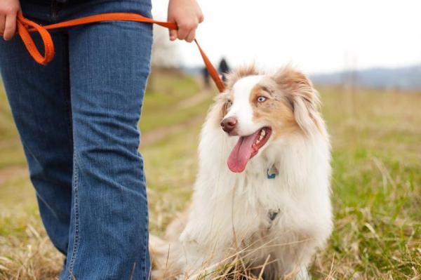 ¿Debo pasear a mi perro antes o después de las comidas?  - ¿Debo pasear a mi perro después de las comidas?