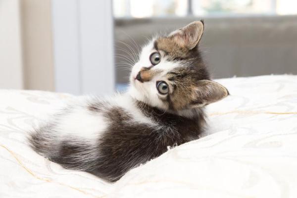 ¿Dónde duermen los gatos?  ¡Gatitos, gatos adultos y más!  - ¿Dónde debe dormir un gato la primera noche?