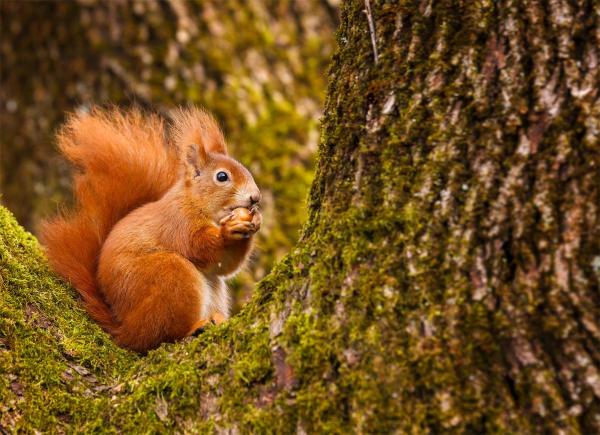 ¿Dónde viven las ardillas? - ¿Dónde viven las ardillas arborícolas?
