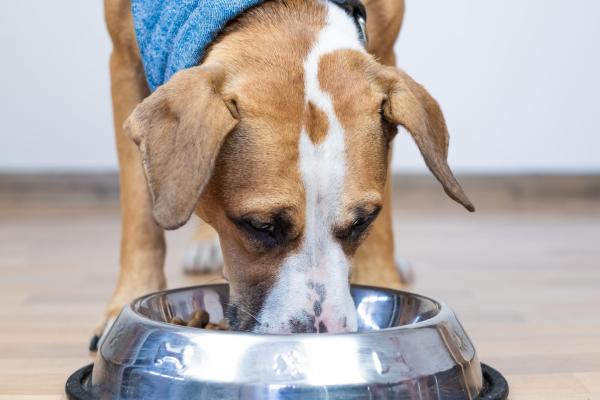 ¿Es bueno el caldo de pollo para perros? - ¿Cómo hacer caldo de pollo casero para perros?