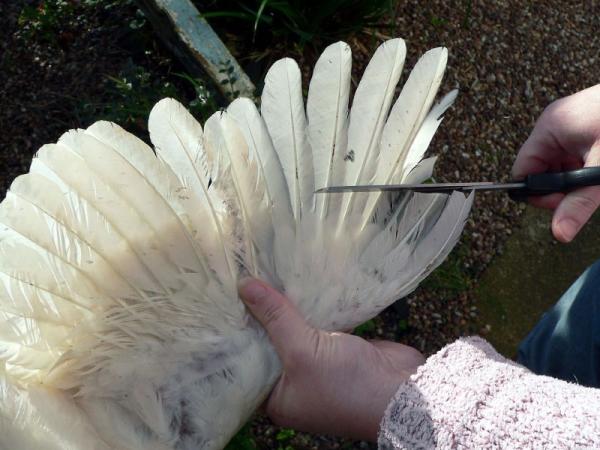 ¿Es cruel cortarle las alas a un pájaro?  - ¿El recorte de alas es permanente?