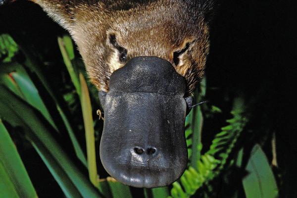 ¿Es el ornitorrinco un mamífero?  - ¿Por qué el ornitorrinco es un mamífero?