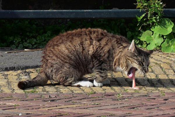 ¿Es el peróxido de hidrógeno seguro para los gatos? - ¿Qué pasa si un gato lame peróxido de hidrógeno?
