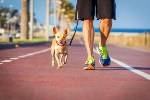 ¿Es mejor un collar o un arnés para su perro? - Collares para correas de perros.