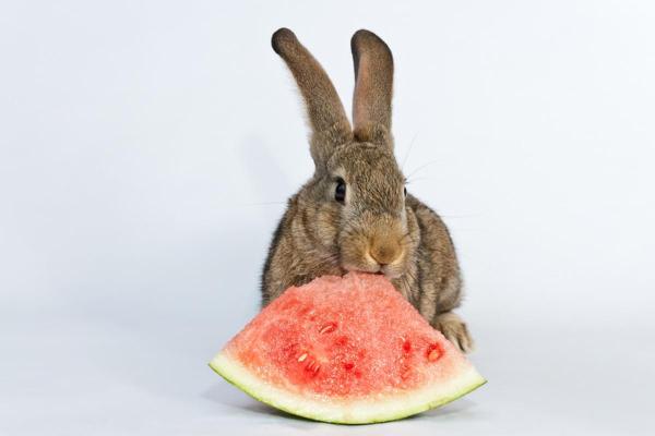 ¿Es seguro darles sandía a los conejos? - ¿La sandía es buena para los conejos?
