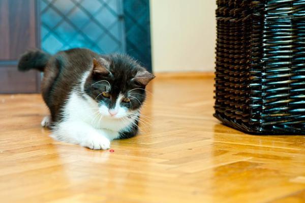 ¿Está bien que los gatos jueguen con punteros láser? - Juegos de caza