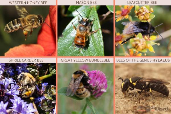 ¿Están las abejas en peligro de extinción? - Qué podemos hacer para ayudar - Las especies de abejas más amenazadas