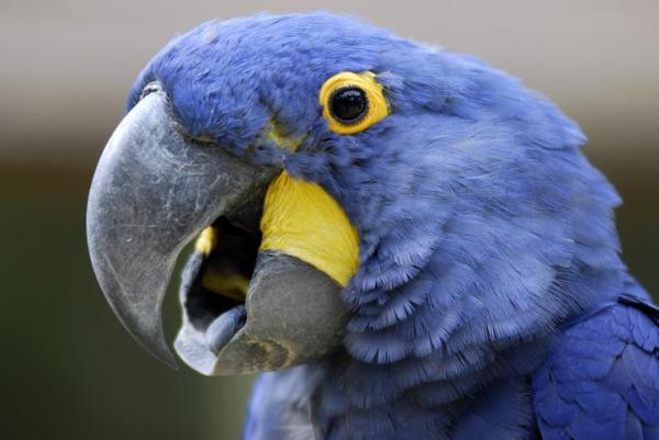 ¿Están las guacamayas azules en peligro de extinción?  - ¿Cuáles son las especies de plumaje azul?