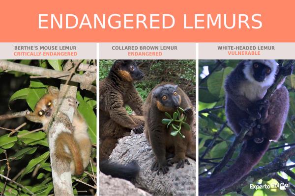 ¿Están los lémures en peligro de extinción? - ¿Están los lémures en peligro de extinción?