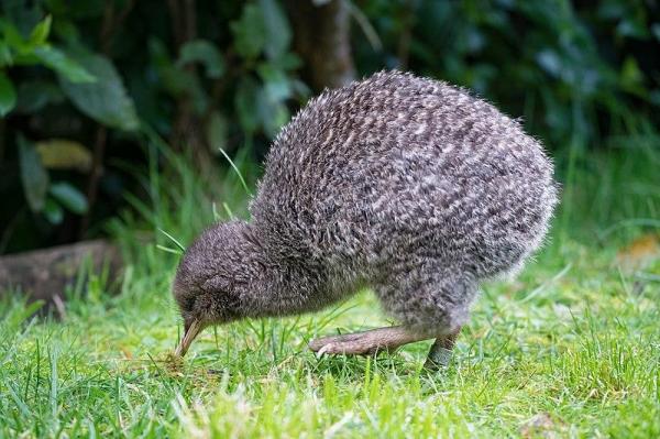 ¿Existen aves sin plumas? - Ejemplos de aves sin plumas.