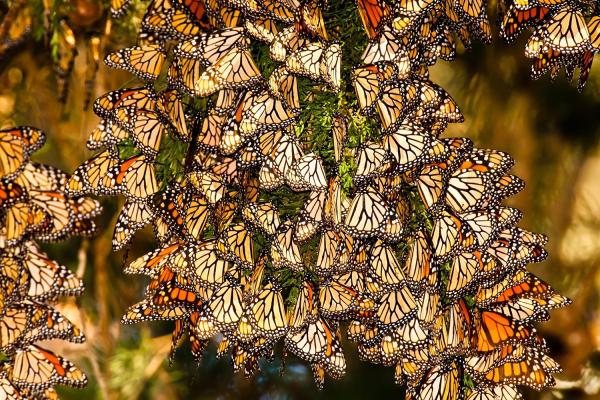 ¿Hacia dónde migran las mariposas monarca?  - ¿Cuánto dura la migración de la mariposa monarca?