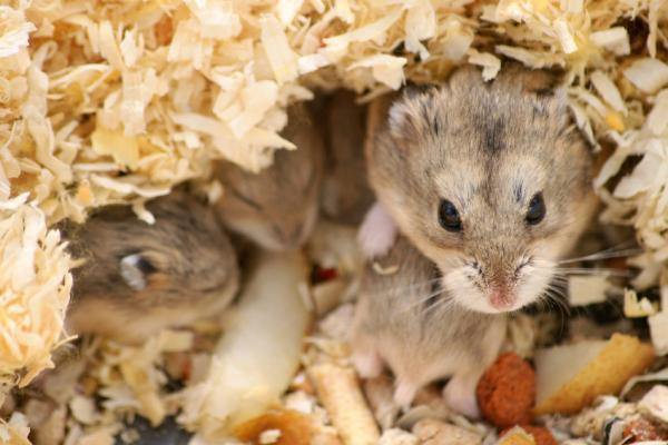 ¿Hibernan los hámsteres? - Cómo hibernan los hámsters