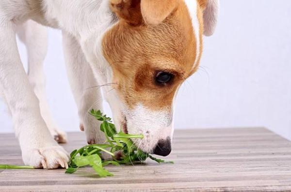 ¿La lechuga es buena para los perros? - ¿La lechuga es buena para los perros?