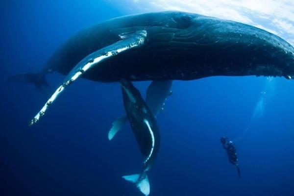 ¿Las ballenas son mamíferos o peces? - ¿La ballena es un mamífero o un pez?