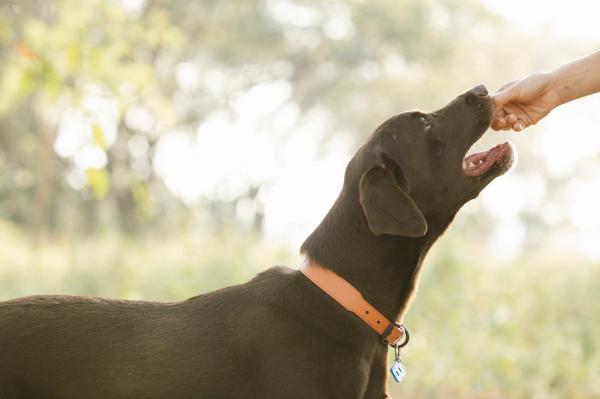 ¿Las batatas son buenas para los perros?  - Cómo darle batatas a tu perro