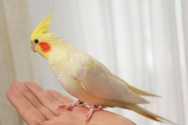 ¿Las cacatúas reconocen a sus dueños? - ¿Cómo reconocen las cacatúas a sus dueños?