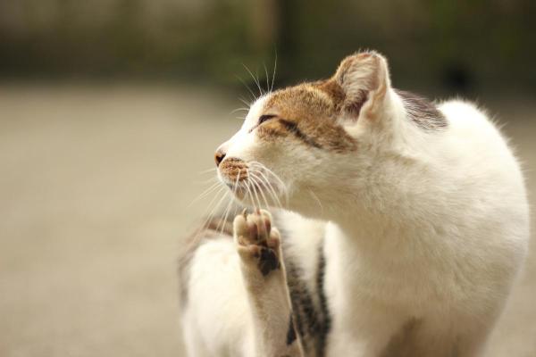¿Las chinches muerden a los gatos? - Síntomas de picaduras de chinches en gatos