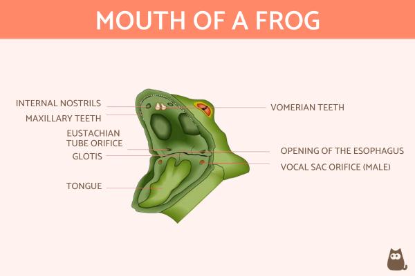 ¿Las ranas tienen dientes?  - ¿Las ranas tienen dientes?