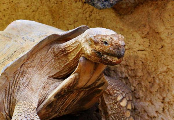 ¿Las tortugas son reptiles o anfibios? - ¿Por qué las tortugas son reptiles?