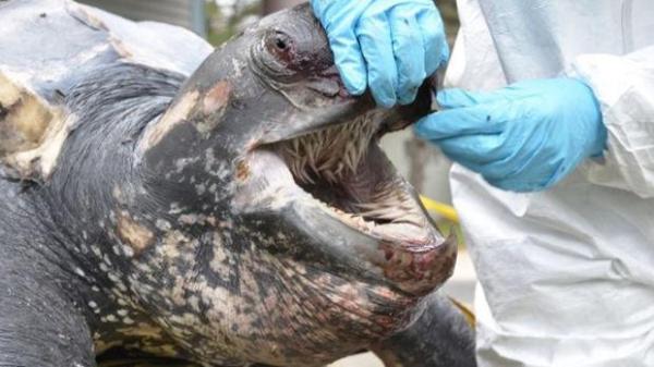 ¿Las tortugas tienen dientes?  - 