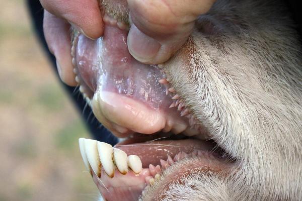 ¿Las vacas tienen dientes encima? - - ¿Cuántos dientes tienen las vacas?