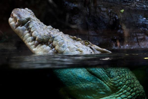 ¿Los cocodrilos están clasificados como anfibios o reptiles? - ¿Por qué el cocodrilo es un reptil?