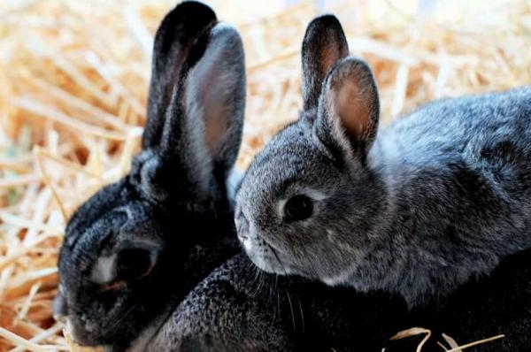 ¿Los conejos ponen huevos o dan a luz? - ¿Qué edad deben tener los conejos para reproducirse?