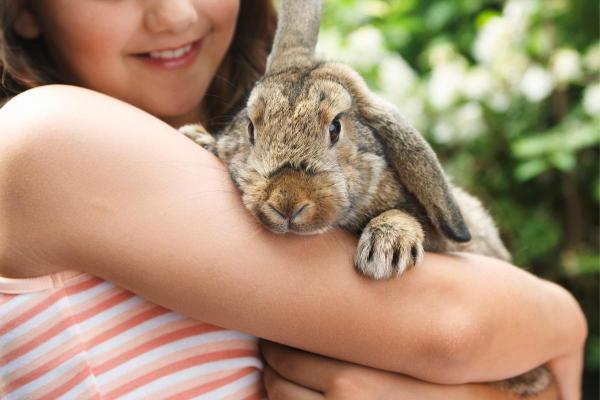 ¿Los conejos reconocen a sus dueños?  - ¿Cómo reconocen los conejos a sus dueños?