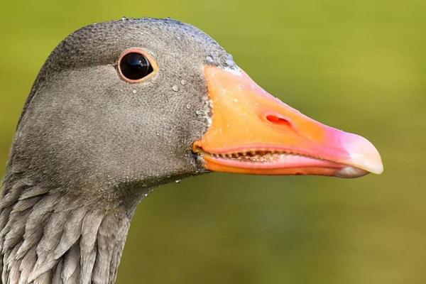¿Los gansos tienen dientes? - Dientes de ganso - ¿Los patos tienen dientes?
